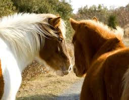 Horses
