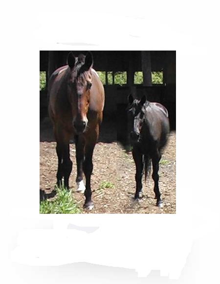 Horses are sensitive, intuitive and highly intelligent.