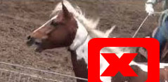 True Natural Horsemanship no abuse policy